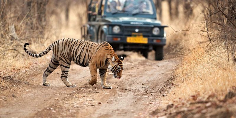 Taj Mahal et les tigres de l’Inde